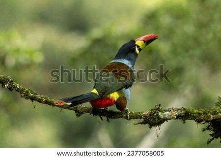 Gray-breasted Mountain-Toucan
(Andigena hypoglauca) perching on mossy branch, manizales, Colombia - stock photo