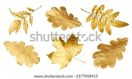 Different golden autumn leaves isolated on white, collection