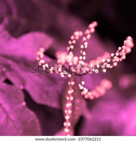 Nature, beautiful blooming flower, flowering plant, fresh flower in garden, floral image, pink and purple background