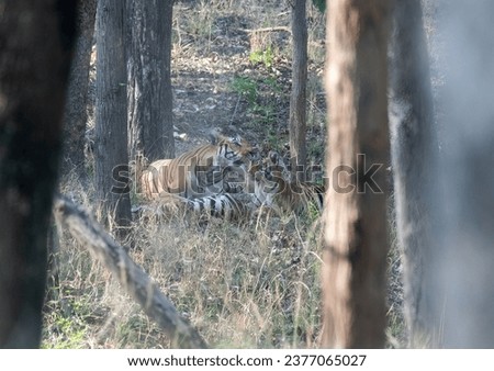 A dominant tigress relaxing in thick grasses on hot summer afternoon along with her cubs inside the jungles of Pench National Park during a wildlife safari