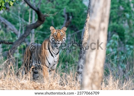 A dominant tigress exploring its territory in thick grasses on hot summer afternoon inside the jungles of Pench National Park during a wildlife safari