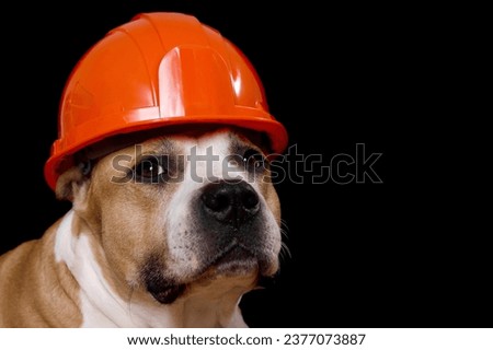 A picture of a brown and white dog wearing a hard hat. This image can be used to illustrate concepts of safety, construction, or pets in work environments.