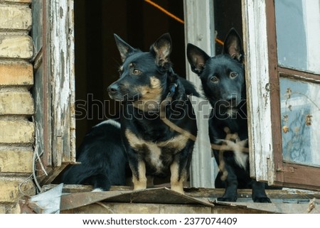 Two angry dogs are sitting on the windowsill and barking at people passing by. An evil dog guards his master's house. Cute dog looks out the window.