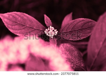 Beautiful blooming flower, flowering plant, fresh flower in garden, floral image, pink background for text