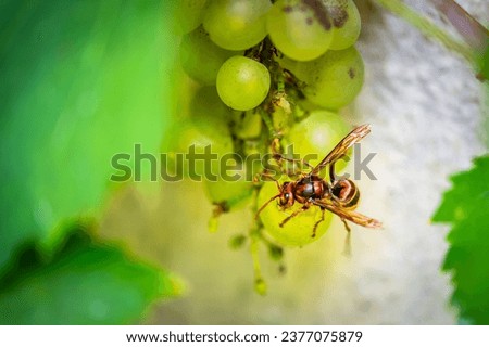 The yellow hornet (latin name Vespa Crabro) is eating grape fruit in vineyard. Close up macro view of insect.