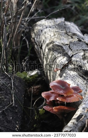 Mushrooms that grow in the wild without the help of people. Mushrooms grow among the logs of dry trees after autumn rain. Slippery and beautiful mushrooms