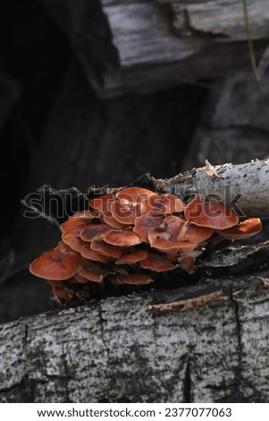 Mushrooms that grow in the wild without the help of people. Mushrooms grow among the logs of dry trees after autumn rain. Slippery and beautiful mushrooms