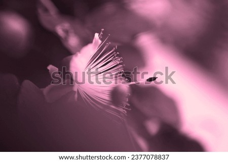 Blooming flower, beautiful flowering plant, fresh flower in garden, floral image, pink background