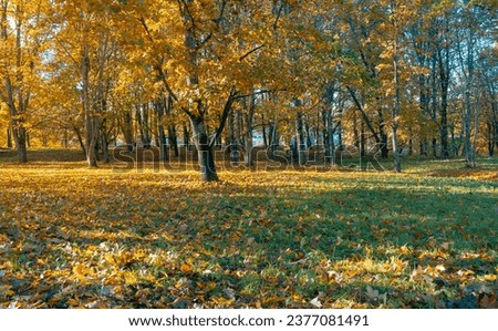 Background of the city park in the fall. Colorful autumn park