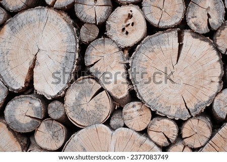 wood texture, sawn trees background
