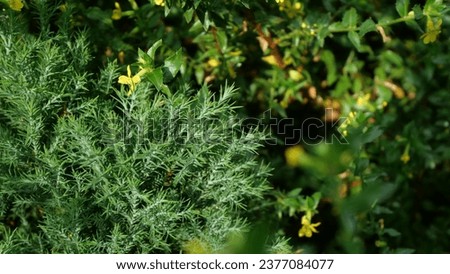 green bush background picture 4