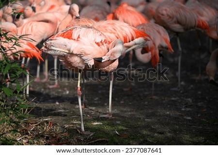 Chilean flamingo looking for food surrounded by group of flamingos