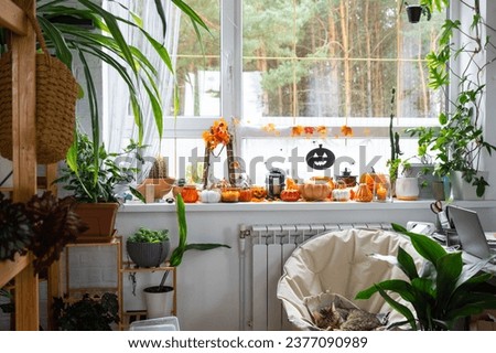Festive decor of the house on the windowsill for Halloween in interior with homemade potted plants- pumpkins, Jack o lanterns, skulls, skeletons, candles and garland - cozy and terrible mood