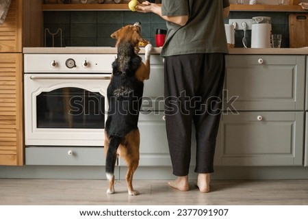young woman with a beagle dog in the kitchen Royalty-Free Stock Photo #2377091907