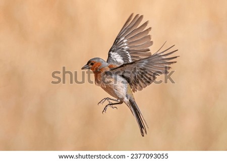 Common Chaffinch (Fringilla coelebs) flying with wings spread. Little bird in flight.
