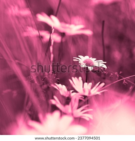 Fresh daisies, beautiful blooming flower, flowering plant, flower in garden, floral image, pink background for text
