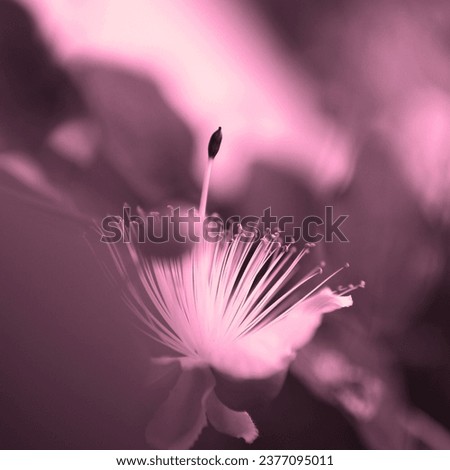 Blooming fresh flower, beautiful flowering plant, flower in garden, floral image, pink background