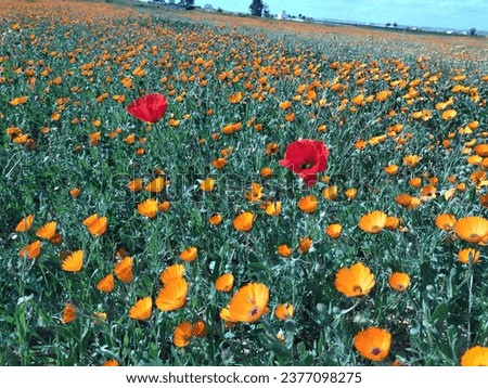 color field of flowers red and yellow