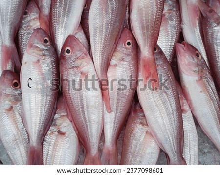 Phalacronotus bleekeri (Siluridae), Red fish with ice.

 Royalty-Free Stock Photo #2377098601