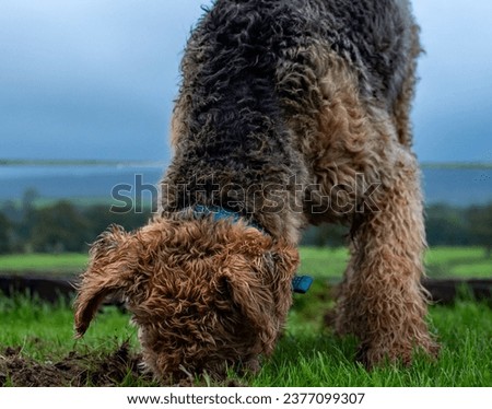 Airedale terrier digging, rabbiting in a grassy field. His snout is covered in mud and deep in the hole. The dog's coat gives the appearance of a teddy bear. Pet photography. 