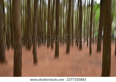 abstract photo of a pine tree trunk

