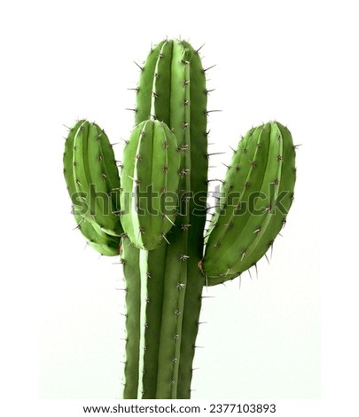 Cactus or Cacti Plants, Cereus Grandiflorus Extract #cactus #cacti Royalty-Free Stock Photo #2377103893