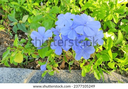 blue flowers in the garden.