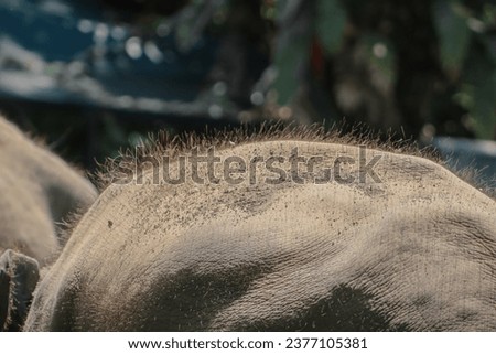 fine hair on the surface of a young elephant's skin