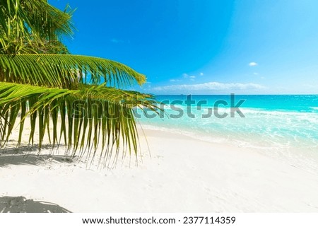 Palm trees and white sand in Anse Lazio beach. Praslin island, Seychelles