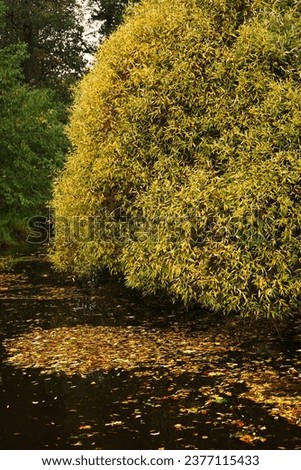 Large tree with yellow foliage over a lake in the forest
