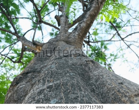 Close up photo at the bottom corner of a shady tree