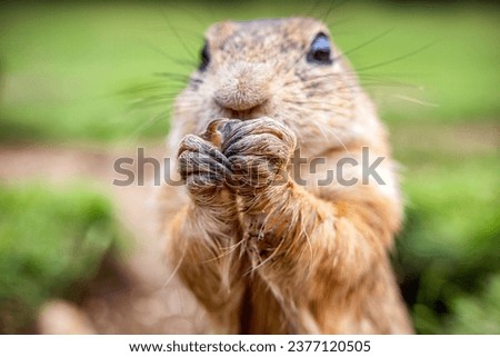 Close up view of European ground squirrel (Spermophilus) eating food