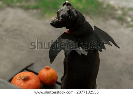 halloween black small dog with bat wings and pumpkins.