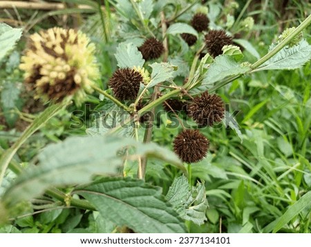 Nettle female flowers or can also be called lappo lappo flowers


