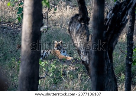 A dominant tigress relaxing in thick grasses on hot summer afternoon inside the jungles of Pench National Park during a wildlife safari