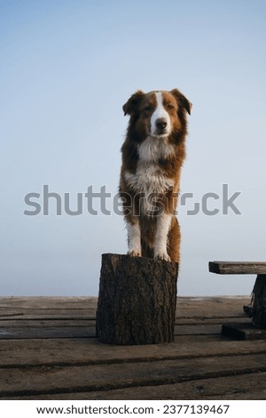 Beautiful purebred dog stands on a wooden pier on a foggy autumn morning over a lake or river. Brown and white fluffy Australian Shepherd poses with his front paws on a log. The pet does the trick
