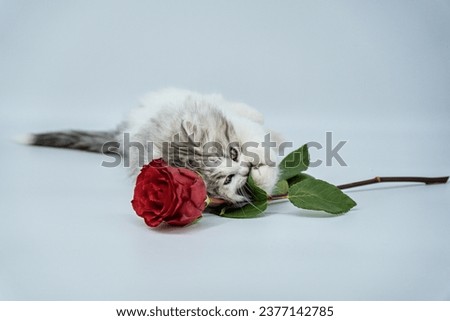 Siberian kitten on a colored background with roses