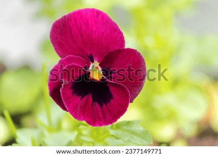 Bright inflorescence of blooming burgundy annual pansy in a summer garden.
