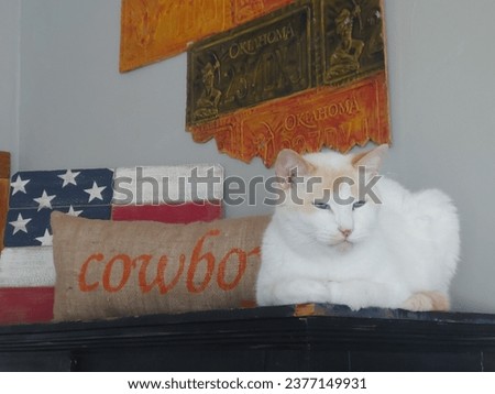 A white siamese-mix cat lies next to a pillow that says "Cowboy," an American flag picture and a piece of wall art depicting Oklahoma. 