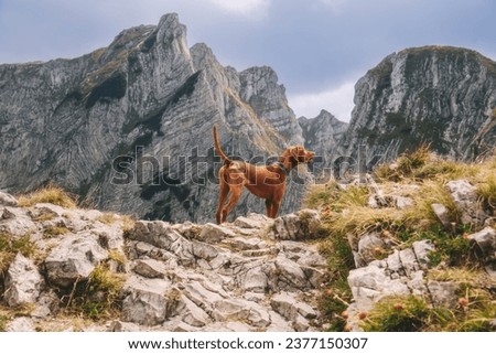Hungarian Vizsla hunting dog standing in point with tale up among mountains of Durmitor National Park. Pointing hungarian pointer in mountainous landscape. Travel with dog, hiking with pet concept. Royalty-Free Stock Photo #2377150307