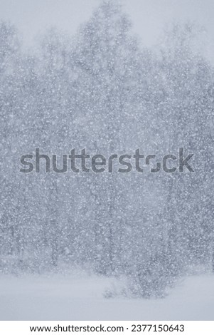snowfall in forest or park, nature and weather conditions. winter snowy landscape, New Year mood, Christmas and winter holidays. Background of the prioda, snowflakes. Soft selective focus