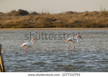 Flamingo in Parc Naturel regional de Camargue, Provence, France Royalty-Free Stock Photo #2377152793