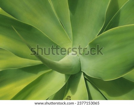 View of green succulent plant showing large green fleshy foliage