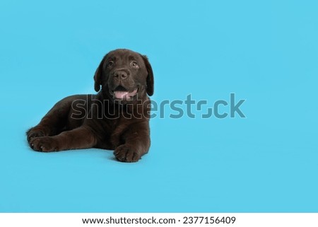 Cute chocolate Labrador Retriever puppy on light blue background, space for text
