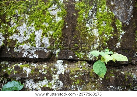 Lichen Fungi Green Moss on the old Concreate wall Texture abstract background. Rusty, Grungy, Gritty Vintage Background