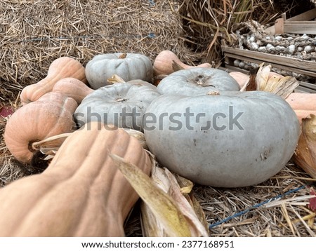 pumpkins placed on a bed of straw at an autumn culinary festival.