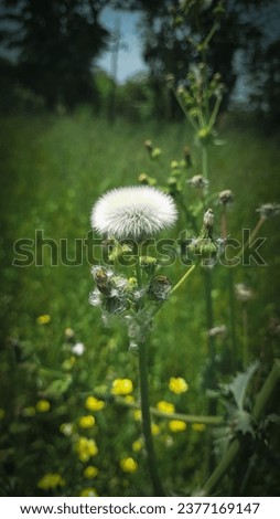 A closeup picture of dandelion with blur background