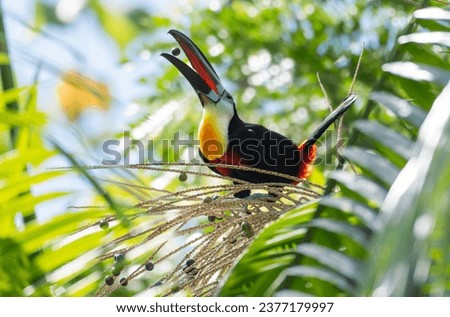 Closeup of a colorful Channel-billed Toucan with beak open eating a palm seed in the rainforest
