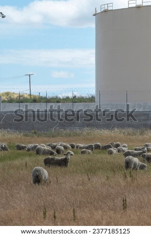 Sheep graze in a field at Travis Air Force Base, California, May 6, 2022. 