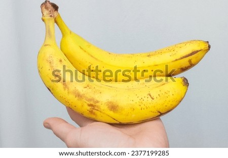 Two fresh bananas in a man's hand, ripe bananas hanging against a gray wall background Royalty-Free Stock Photo #2377199285
